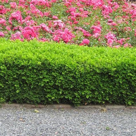 Bushes & shrubs = garden essentials - Anthony Tesselaar Plants