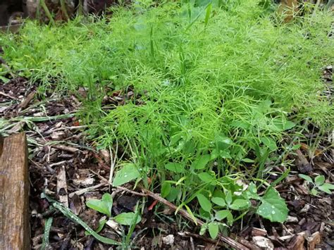 Quels L Gumes Planter Ou Semer En Ao T Au Potager