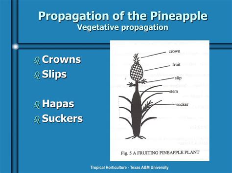 Ppt Pineapples Powerpoint Presentation Free Download Id159562