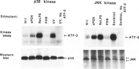 Differential Activation Of P38 And Jnk Mitogen Activated Protein Map