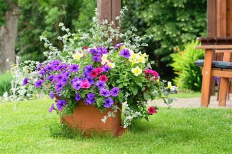 Significado De Las Petunias Y Cu Les Son Sus Propiedades