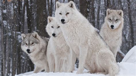 White Wolves Wallpapers Wallpaper Cave