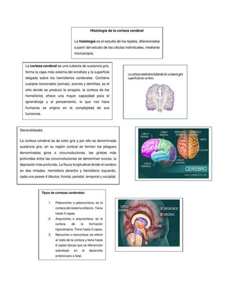 Histología de la Corteza Cerebral Kimberlyn Villegas uDocz