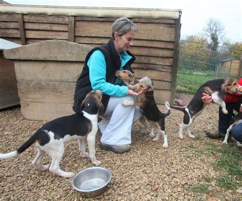 Refuge De L Angoumois Du Rififi Chez Les Amis Des Animaux Mornac