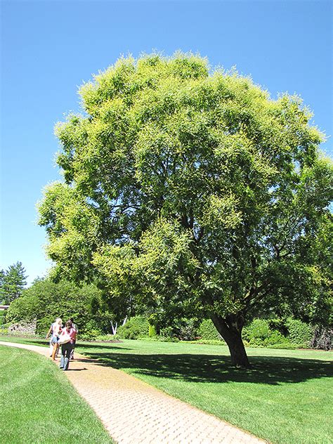 Golden Rain Tree Koelreuteria Paniculata In Boston Hopkinton