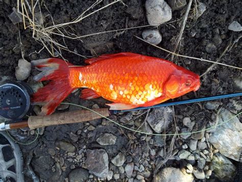 Macam Jenis Resep Umpan Ikan Mas Jitu Harian Untuk Mancing Di Sungai