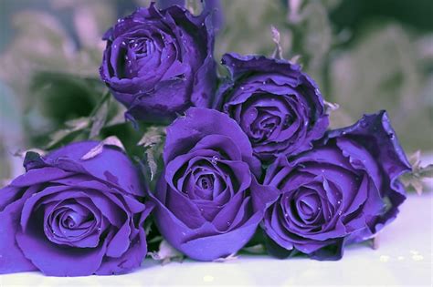 Premium Photo Close Up Of Purple Rose Bouquet