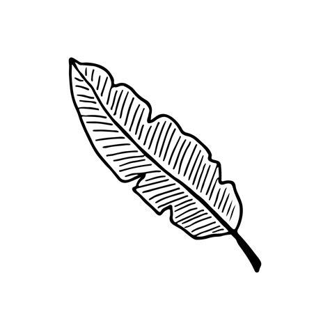 Sketch Tropical Banana Leaf In Line Art Style Doodle Outline Jungle