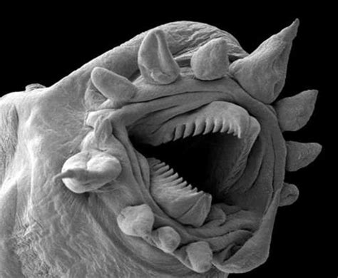 23 Normal Things That Look Terrifying Under a Microscope