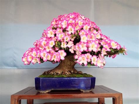 Top 10: Flowering Bonsai trees - Bonsai Empire