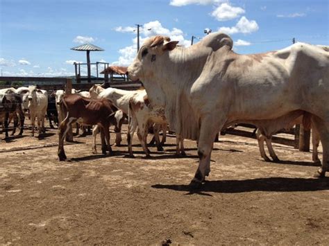 G Fazendeiro Preso Cabe As De Gado Furtadas De Fazendas De