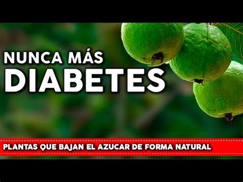 Diabetes Estas Son Las Mejores Infusiones Para Bajar El Azúcar En