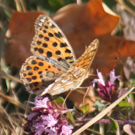 Kleiner Perlmutterfalter Issoria Lathonia Kleiner Pe Flickr