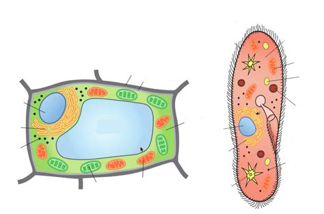 Plant & Protist Cell Structures Diagram | Quizlet