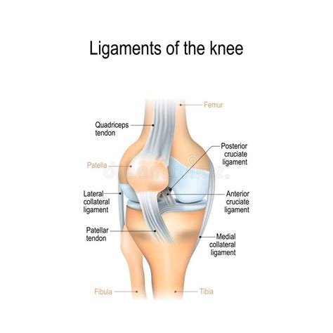 Ligaments of the knee stock vector. Illustration of health - 133486491