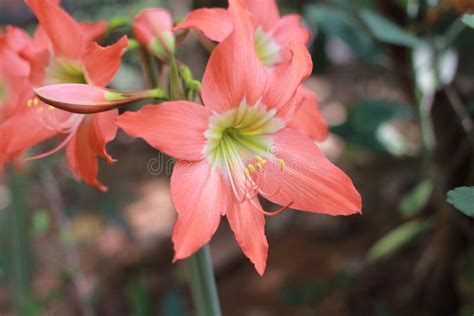 Orange Amaryllis Stock Image Image Of Belladonna Amaryllis 70125235