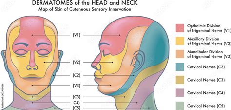 Cervical Dermatomes Face