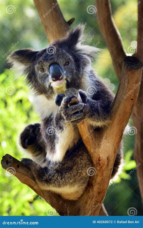 Koala Sit On An Eucalyptus Tree Stock Photo Image Of Australian Icon