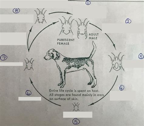 Otodectes cynotis Diagram | Quizlet