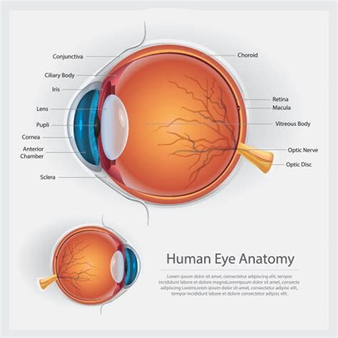 human eye anatomy diagram royalty  vector image