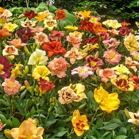 Spring Hill Nurseries Multi Colored Flowering Reblooming Daylily