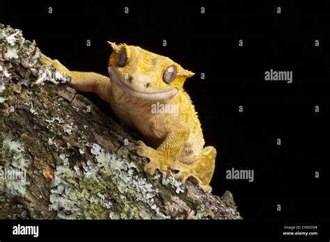 Reptiles Of New Caledonia Hi Res Stock Photography And Images Alamy