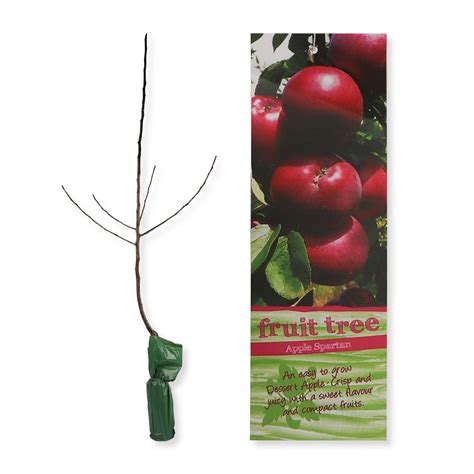 LARGE FRUIT TREE Poundstretcher