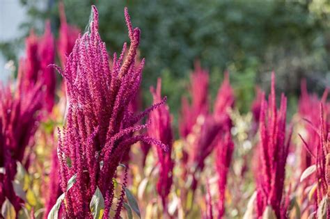 Amaranth Flower An In Depth Look At Their Meaning Symbolism And