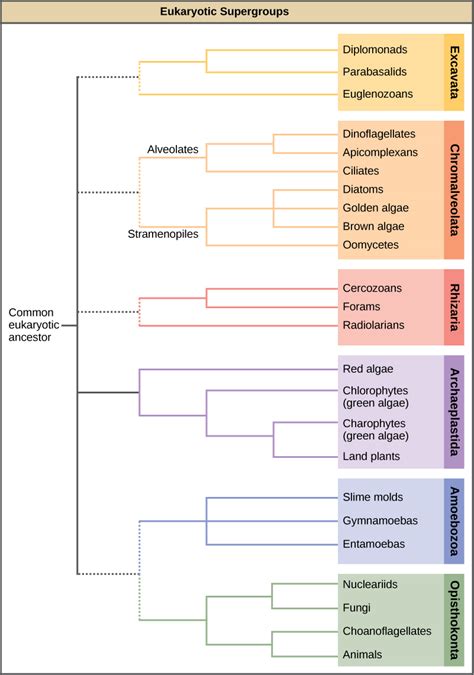 28.8: Characteristics of Opisthokonta - Biology LibreTexts