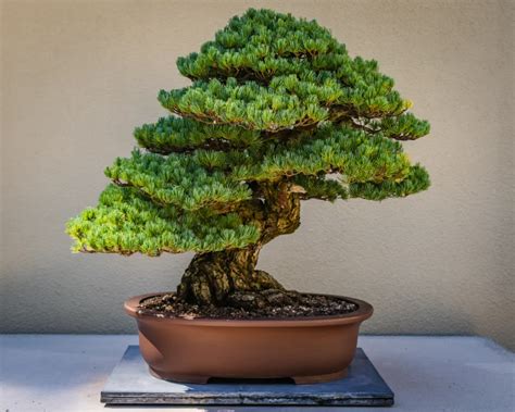 The Spiritual Meaning Of Bonsai Trees Thereadingtub