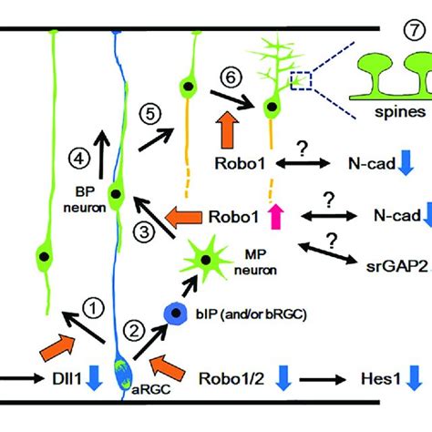 Functions Of Slit Robo Signaling In Various Events During Neocortical