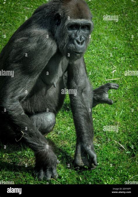 Zoo / Safari Park Stock Photo - Alamy