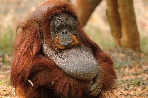 Sumatran Orangutan Pongo Abelii About Animals