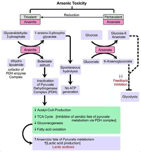 Arsenic Poisoning Mechanism