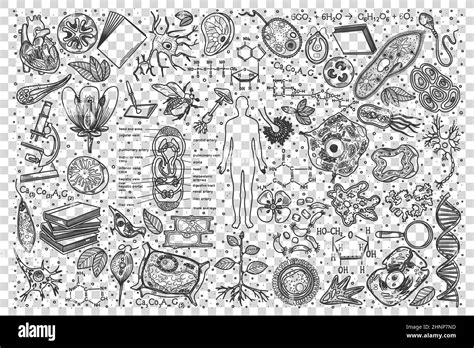 biology doodle set collection  hand drawn sketches templates drawing