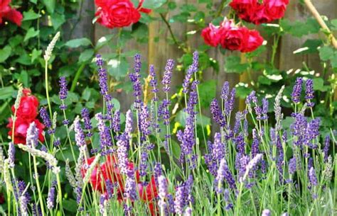 5 Tips for Growing Lavender with Roses – Gardener Report