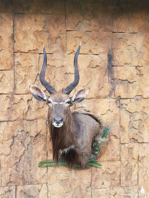 Nyala Wall Pedestal With Habitat Taxidermy