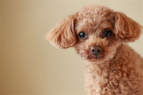 Are Poodles Hypoallergenic? - Wagging Mongrel