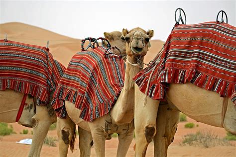 Camel Caravan