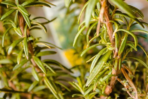 Is My Rosemary Sick Learn About Common Diseases Of Rosemary Plants