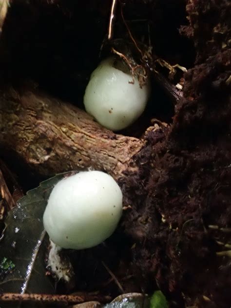 Psilocybe Weraroa From Waikato Hamilton Basin Mt Kakepuku Near