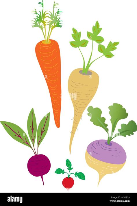 Five Cartoon Root Vegetablesincluding Carrotparsnipbeetrootradish