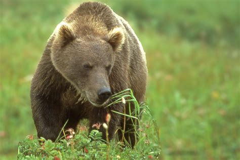 The Bear: A Species and its Place | Wise About Bears