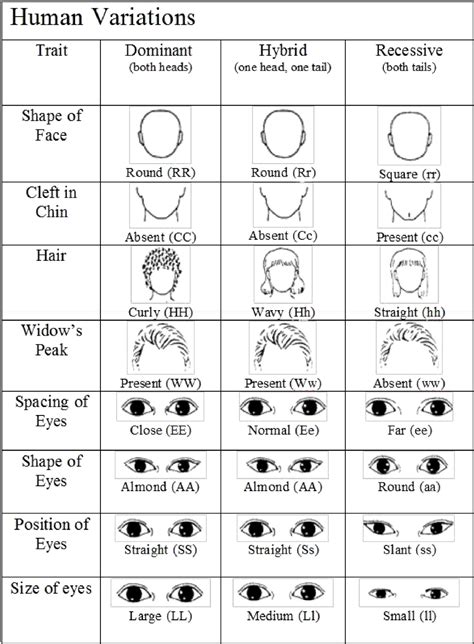 Hair Color Chart Genetics