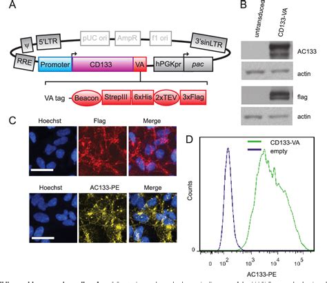 Figure From Cd Protein N Glycosylation Processing Contributes To