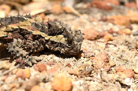 Moloch Horridus Gray 1841