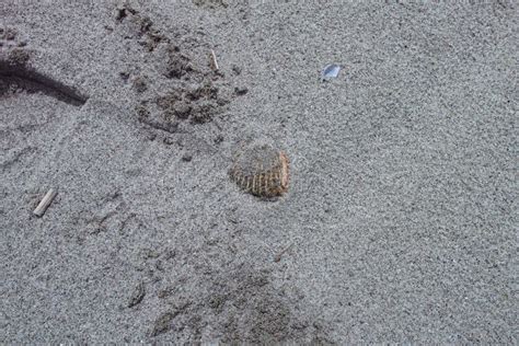 Common Cockle Shell Cerastoderma Edule Washed Ashore On Sandy Beach