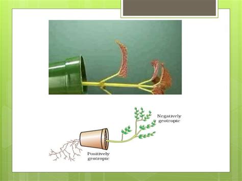 Plant hormones | PPT