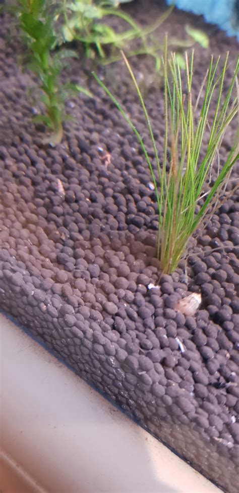 How do i get rid of these snails? : r/Aquariums