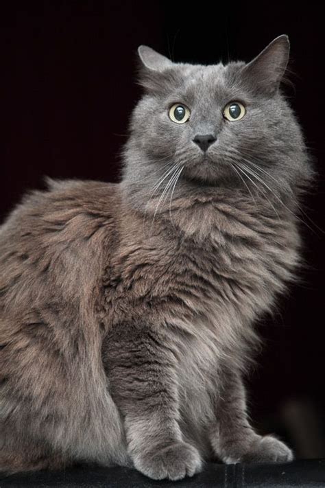 15 Gorgeous Grey Cat Breeds You Ll Love